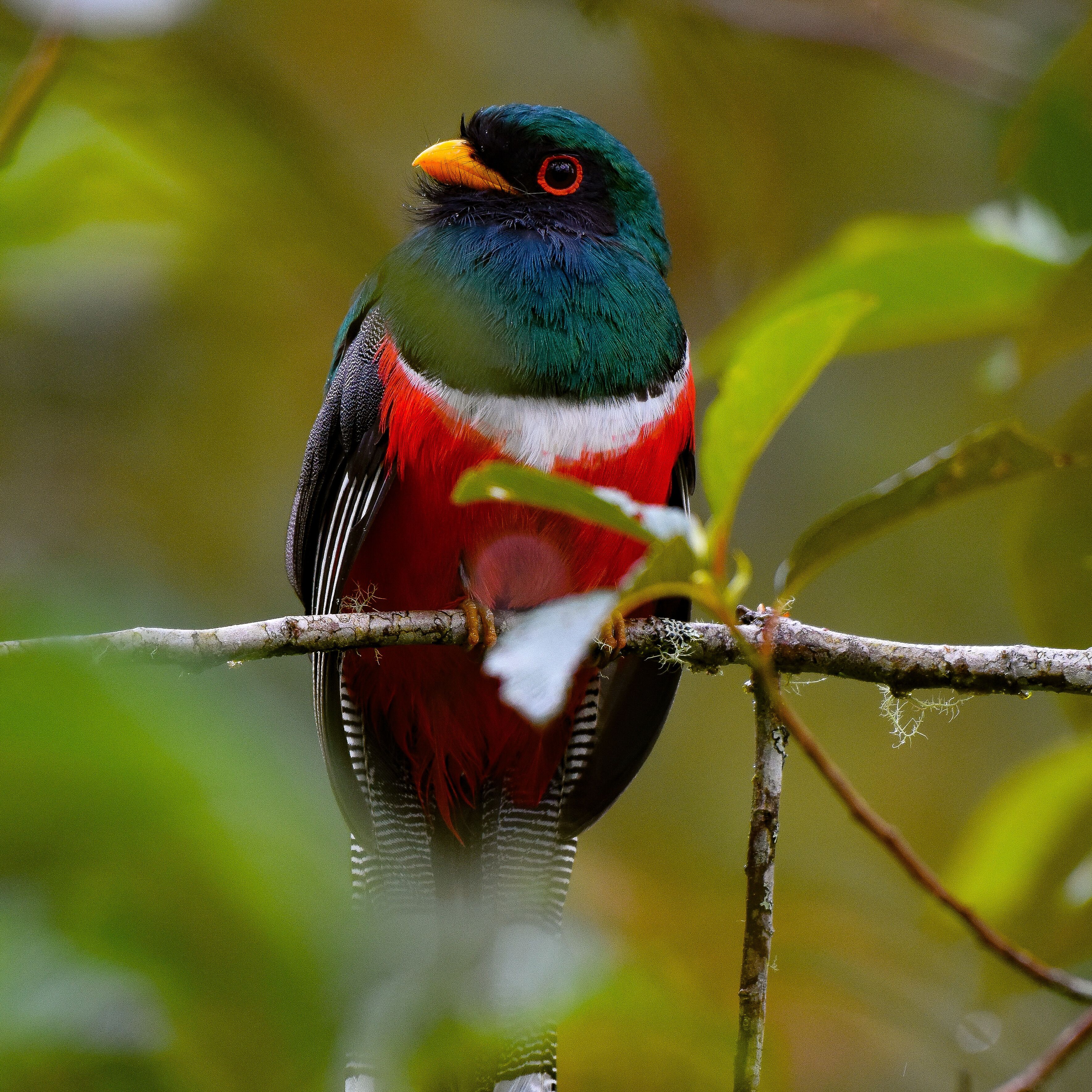 A bird perched on a branch.