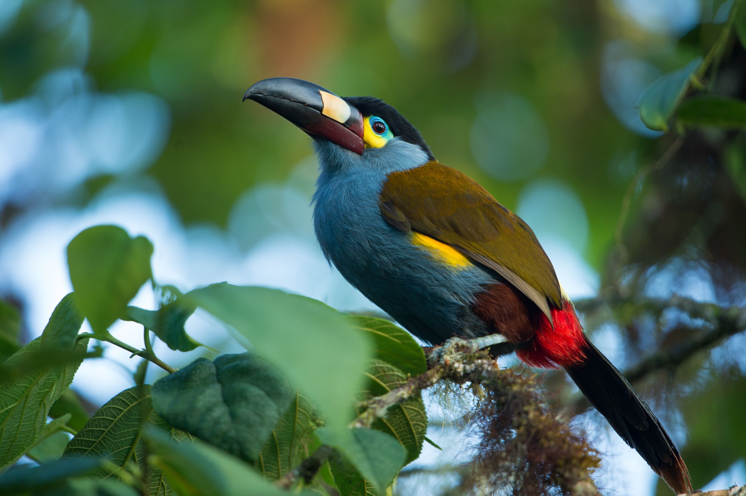 Un pájaro posado en una rama, con follaje verde al fondo.