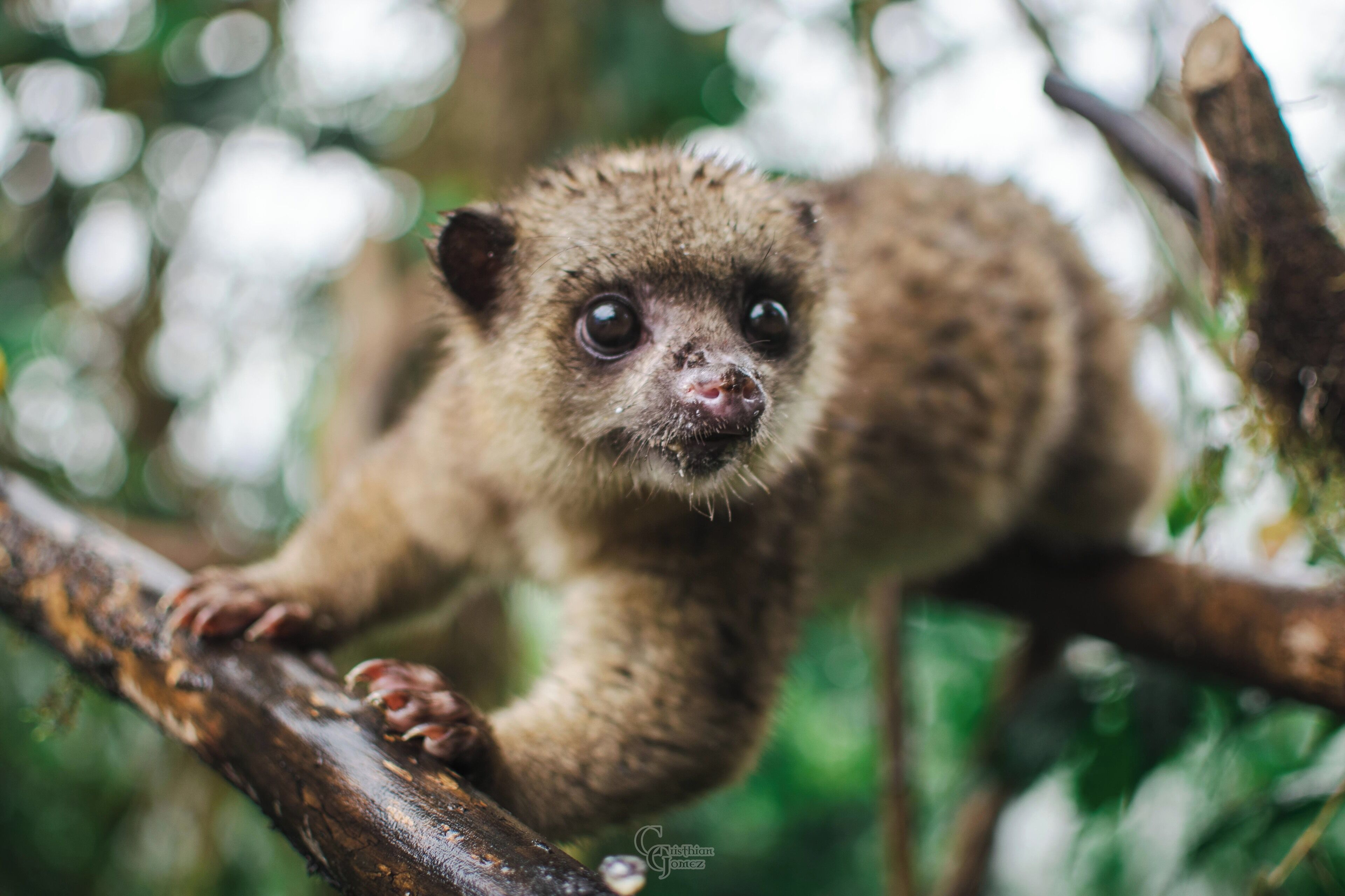 Un petit animal à la fourrure douce, aux grands yeux, agrippé à une branche dans un environnement verdoyant et luxuriant.