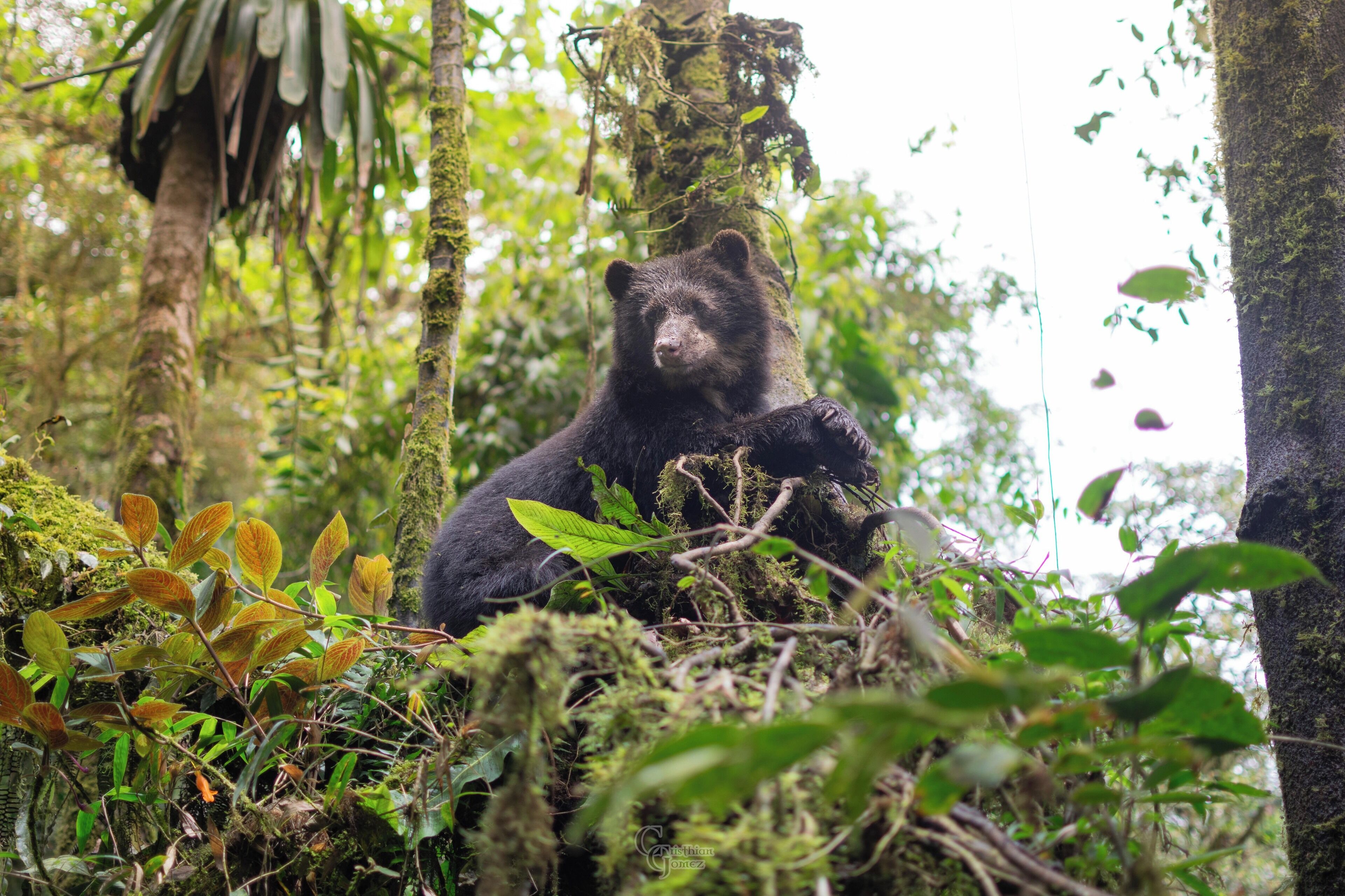 A bear in a forested area with dense vegetation and trees.