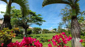 A garden with palm trees, bougainvillea flowers, and a well-maintained lawn.
