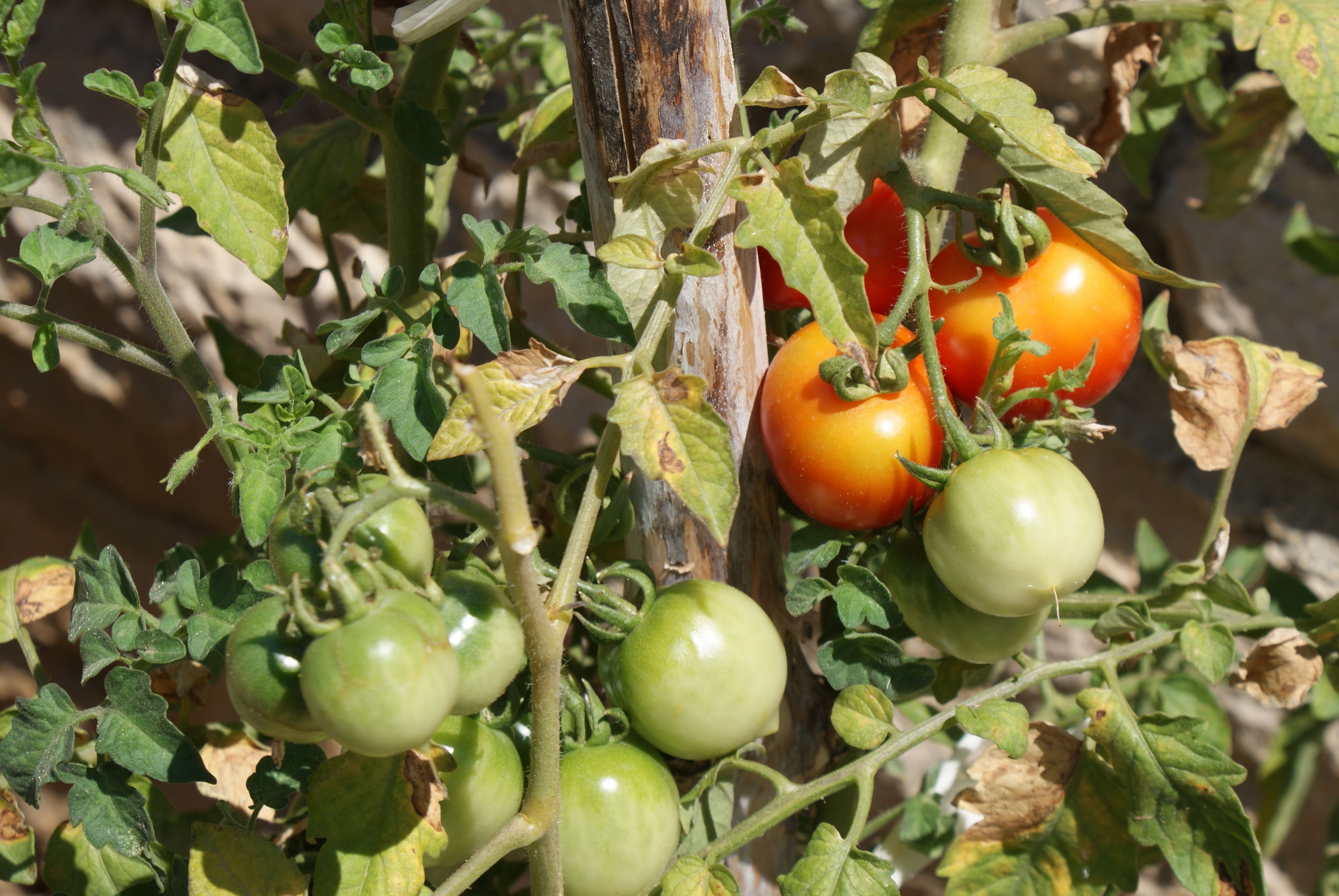 A tomato plant with green and red tomatoes, some leaves, and a wooden stake.