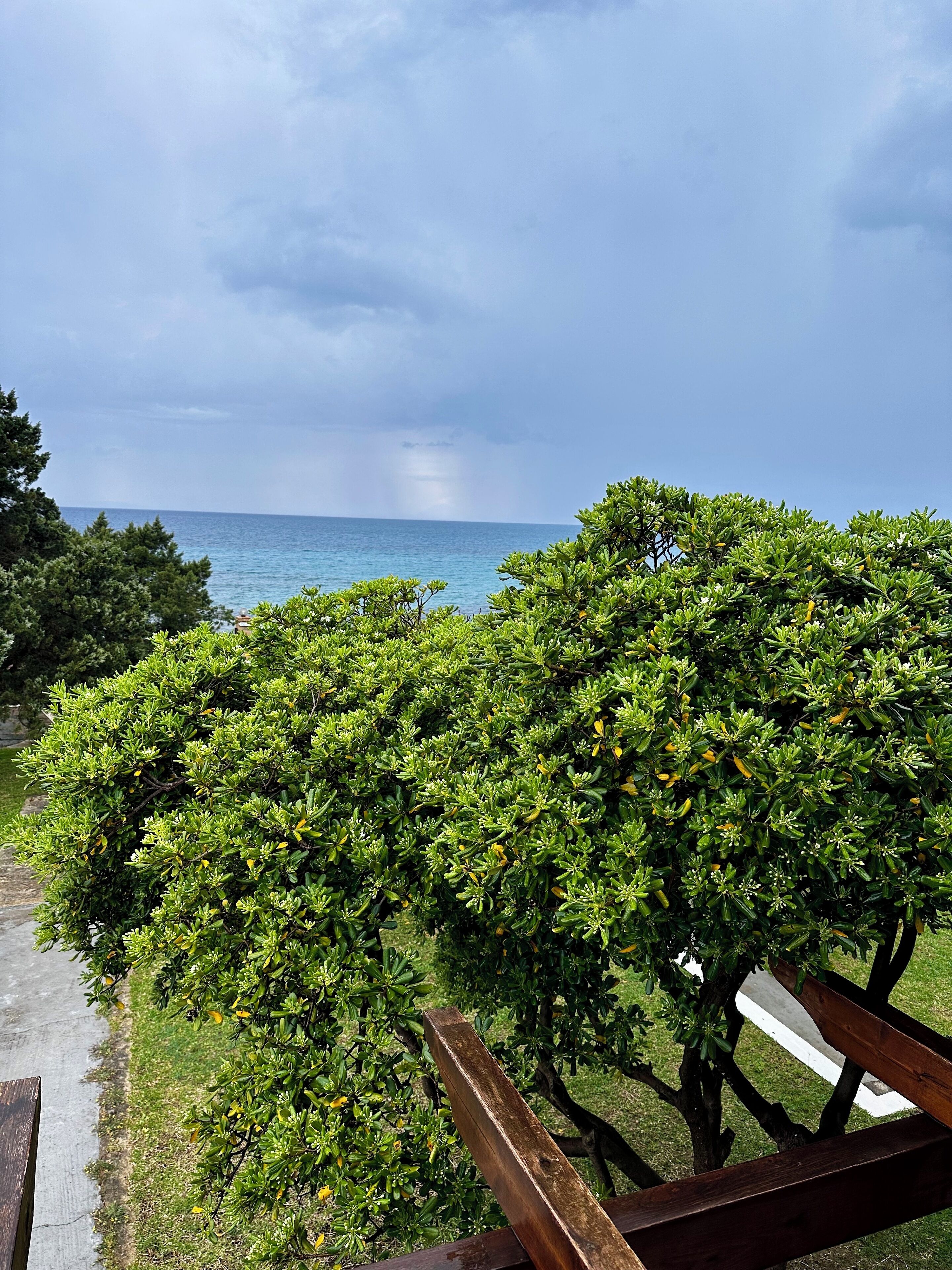 A view of a coastal area with dense green foliage and a wooden bench.