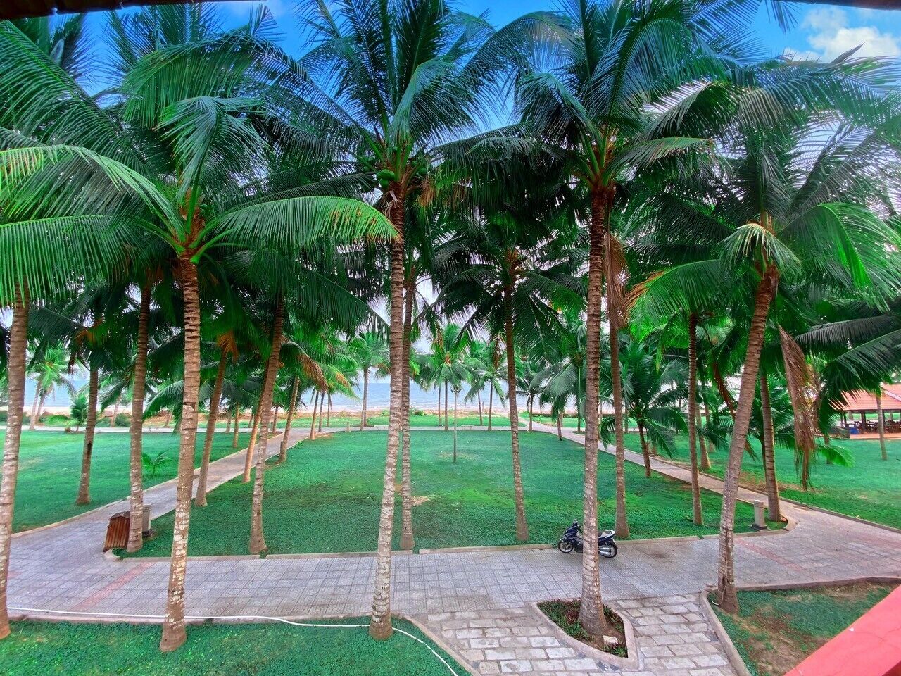 Un sentiero alberato da palme che conduce a una spiaggia.