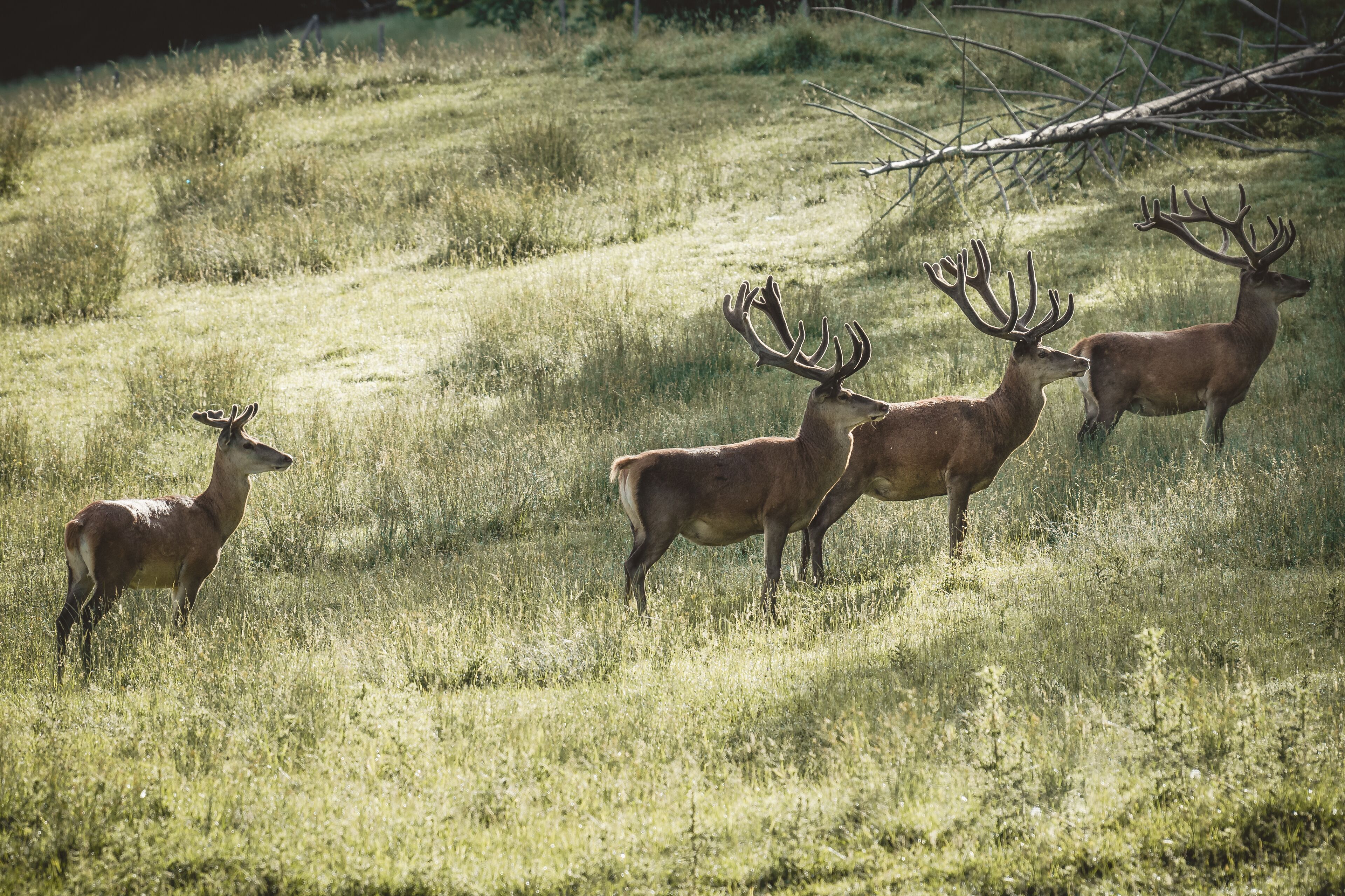 A group of deer in a grassy field.