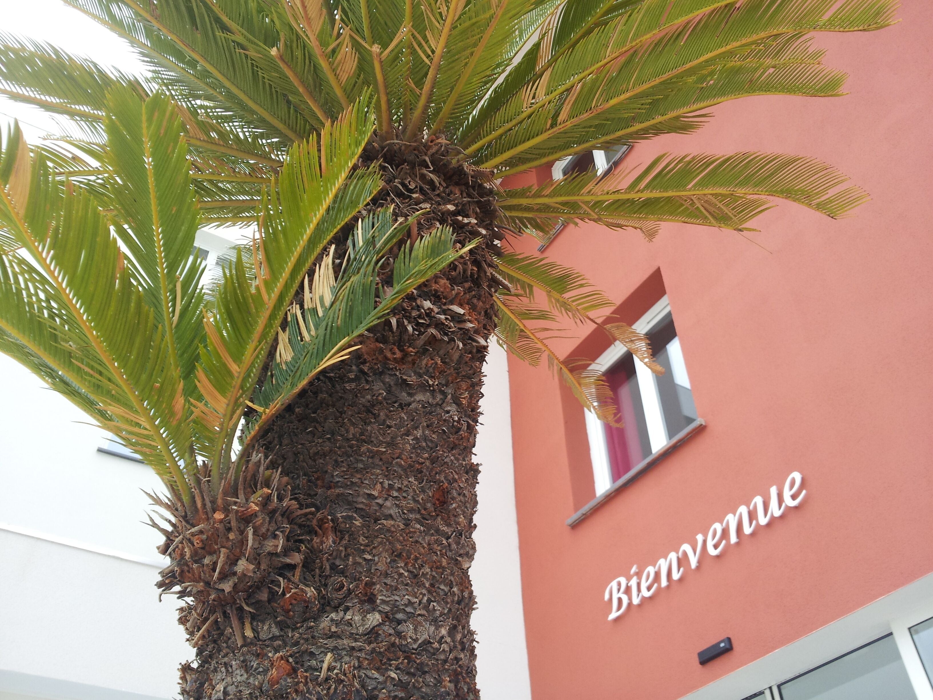 A palm tree in front of a building with a 'Bienvenue' sign.