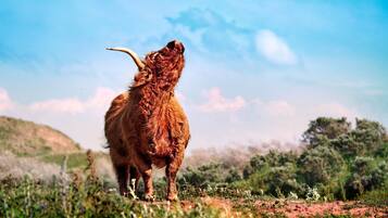 A highland cow grazing in a field with a clear sky.