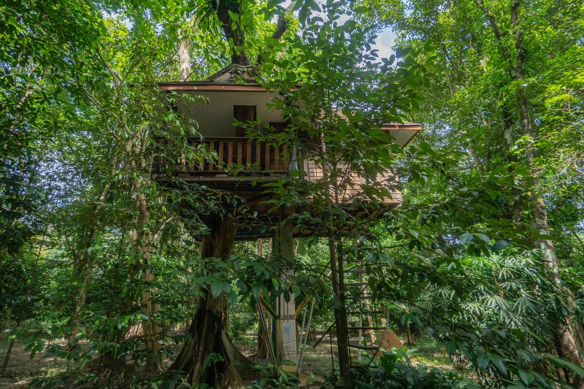 Una casa en un árbol con terraza de madera y un ventanal pequeño, rodeada de follaje denso.