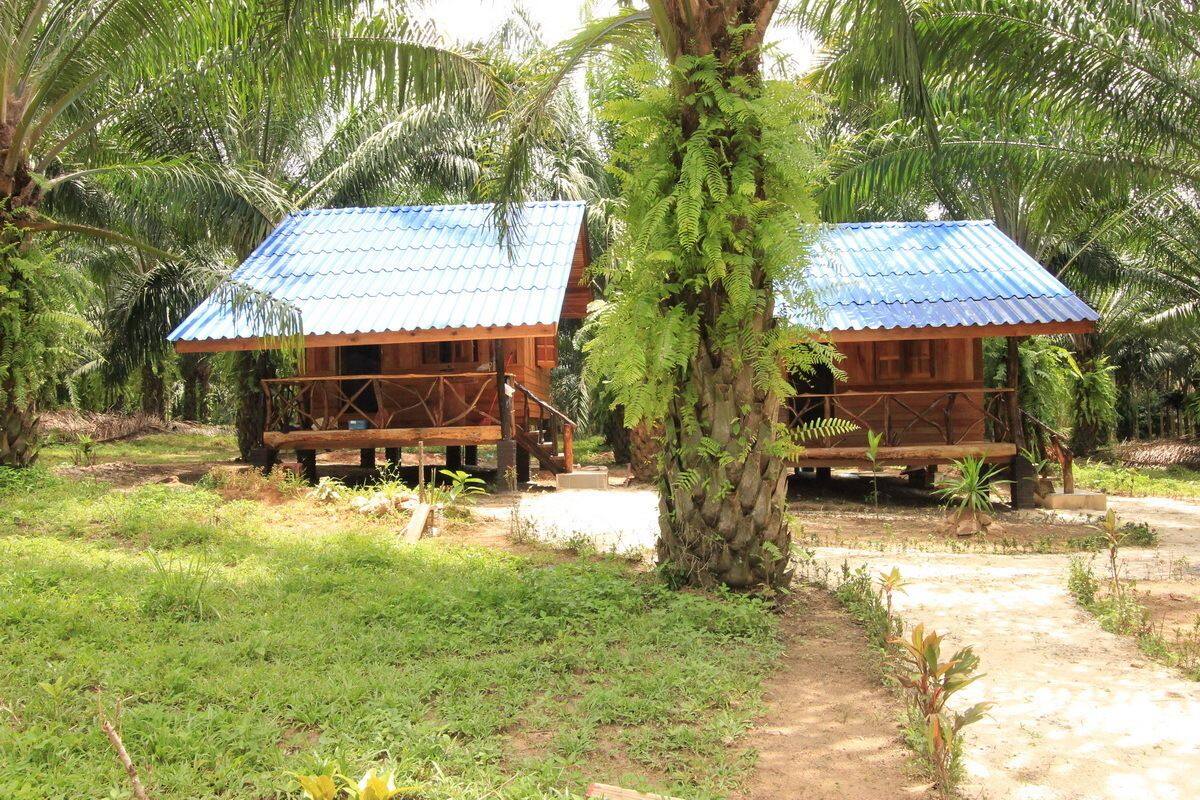 Two wooden cabins with blue roofs, surrounded by lush greenery and palm trees.