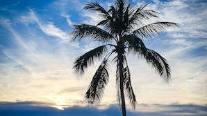 A beach with a palm tree, a sailboat, and a calm sea under a cloudy sky. - Mövenpick Resort & Spa Boracay (Boracay Island)