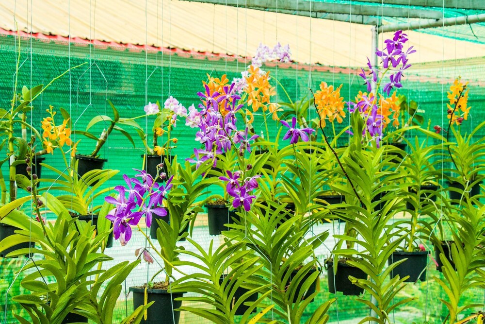 Green Village Langkawi by null