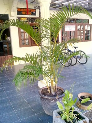 A potted plant in the center of a tiled area with a bicycle parked nearby.