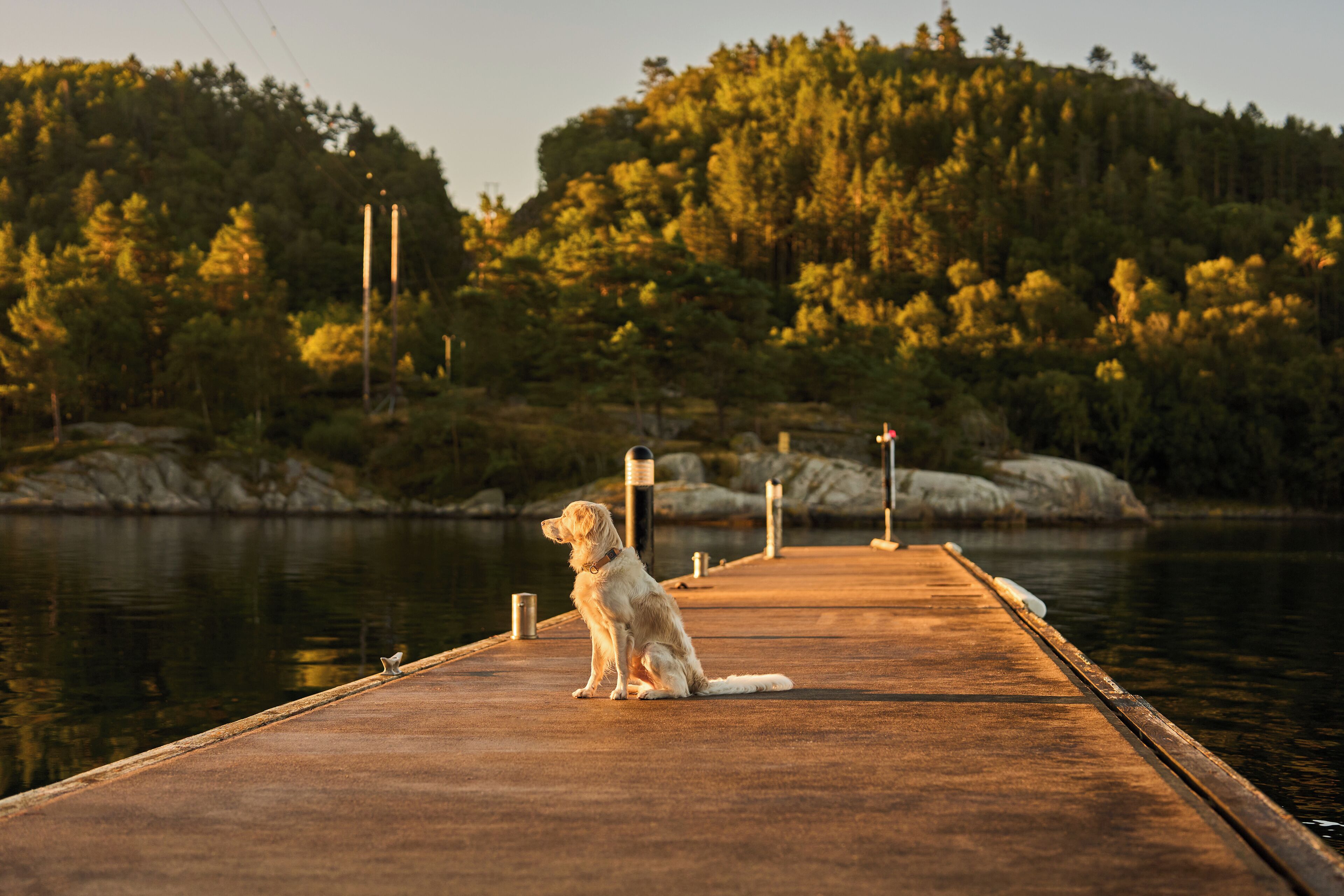 A dog sitting on a wooden dock extending into a body of water, with a forested hillside in the background.