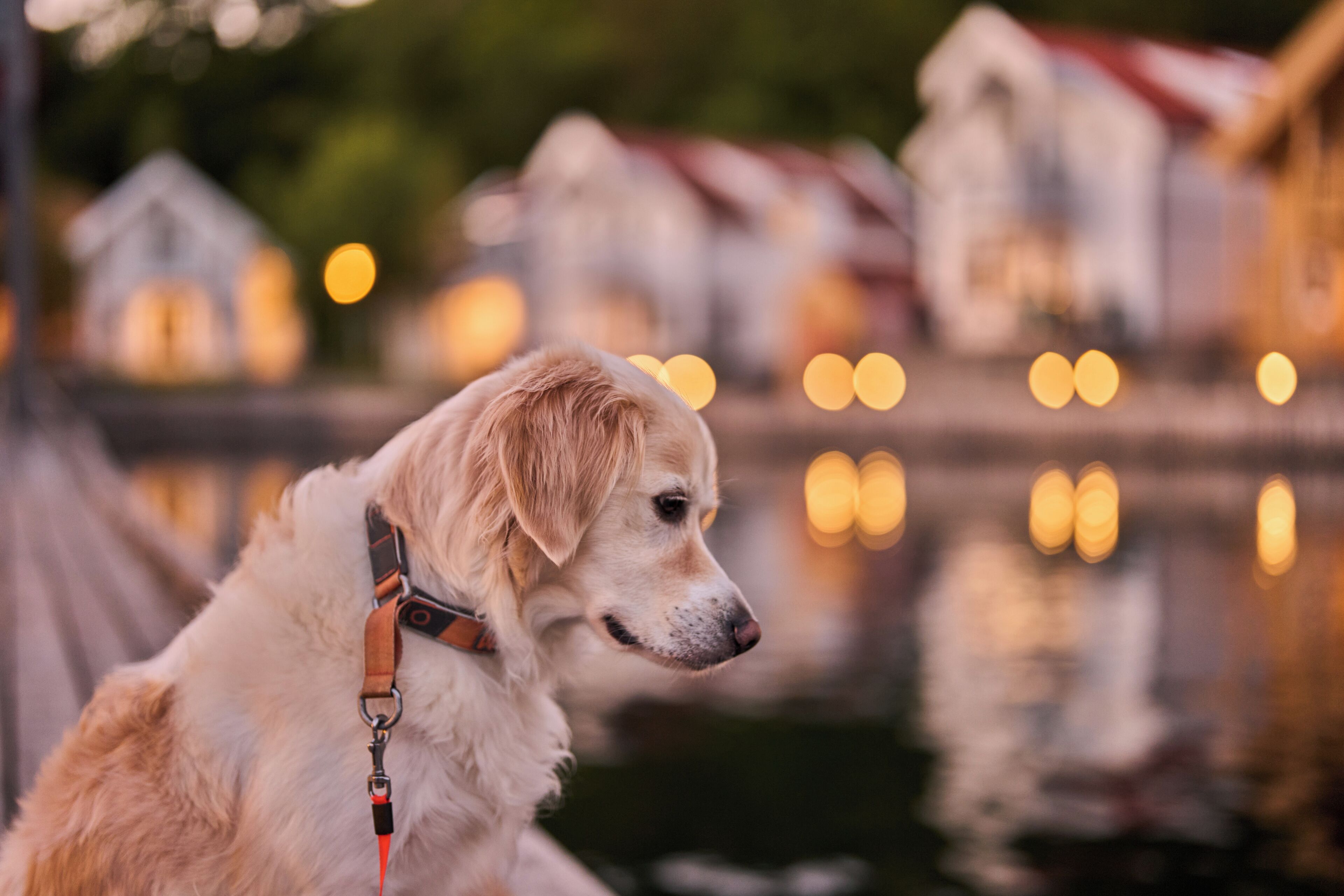 A dog with a leash by a body of water with blurred lights in the background.