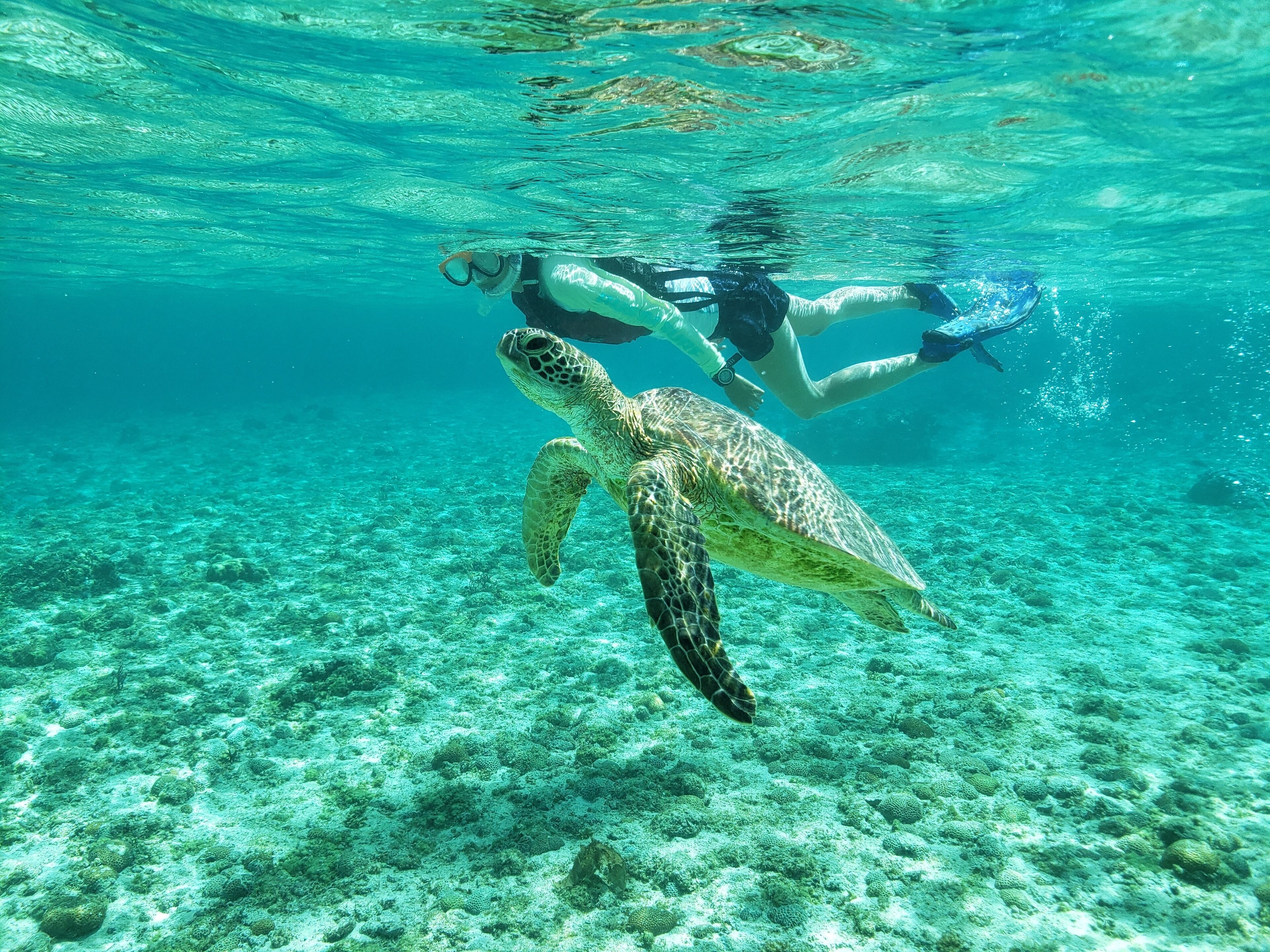 A diver swimming with a sea turtle in clear, shallow waters.