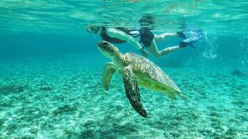 A diver swimming with a sea turtle in clear, shallow waters.