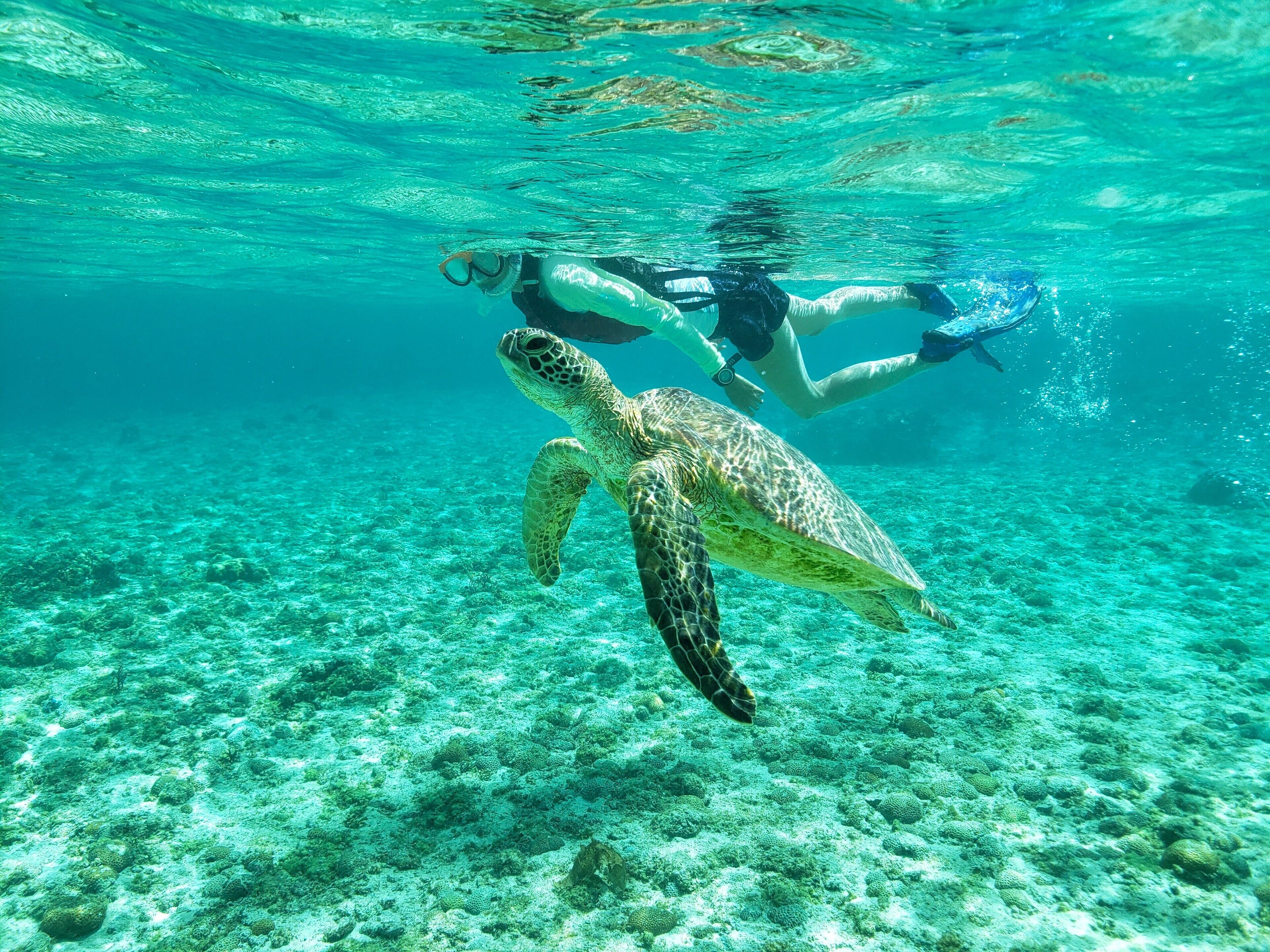 Un plongeur nageant aux côtés d’une tortue de mer dans des eaux claires et peu profondes.