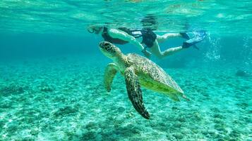 A diver swimming with a sea turtle in clear, shallow waters.