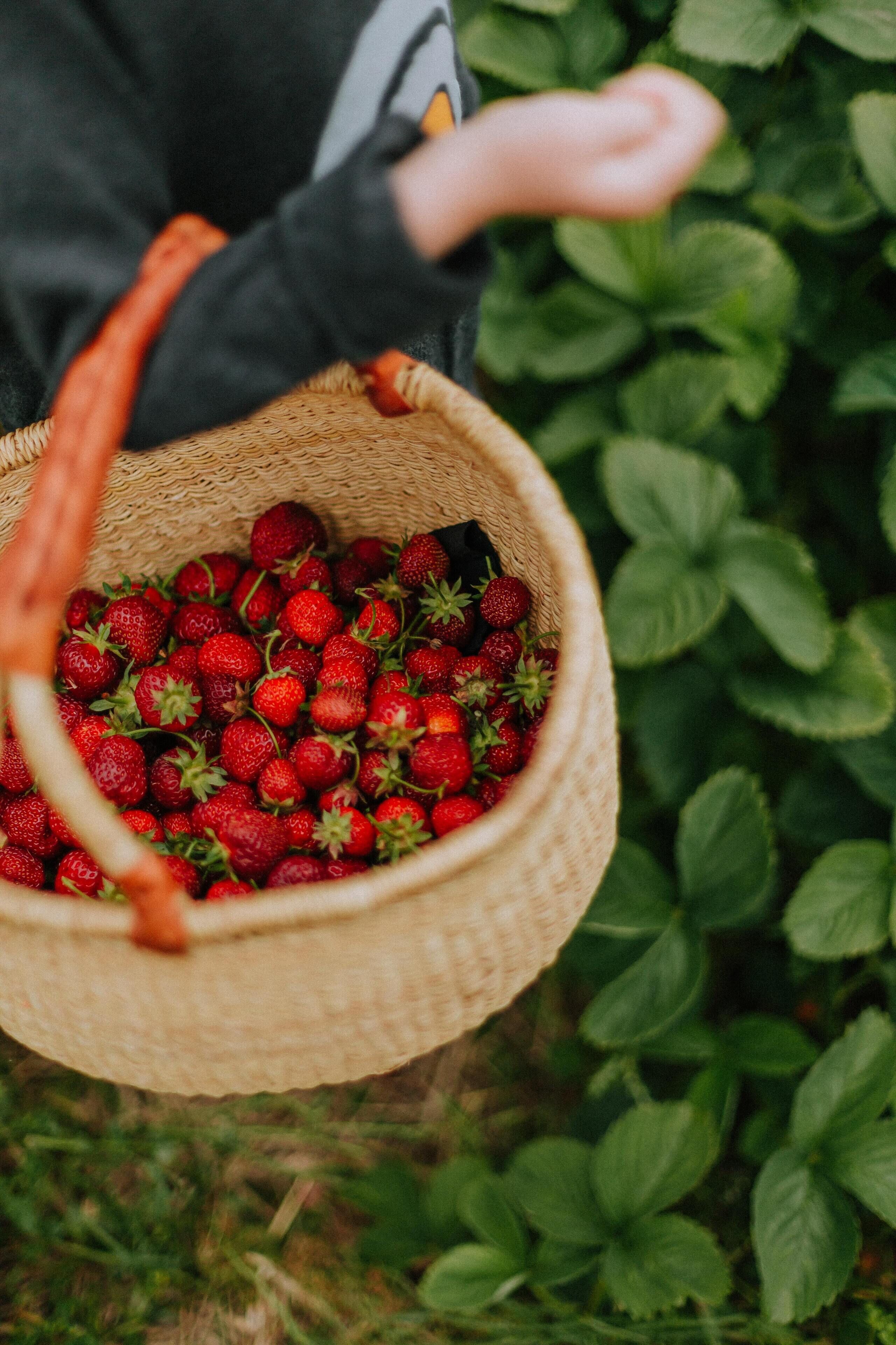 A basket filled with strawberries being held by a person.