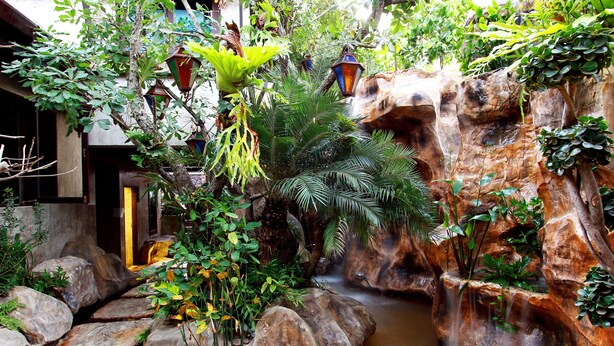 Un jardin luxuriant avec une petite cascade, de gros rochers et diverses plantes.
