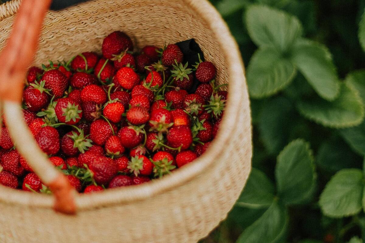 A basket filled with strawberries being held by a person.