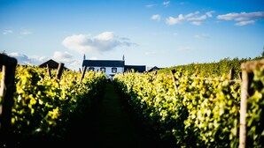 Un vignoble où s’alignent des rangées de vignes, qui mènent à un bâtiment blanc doté d’un toit sombre.