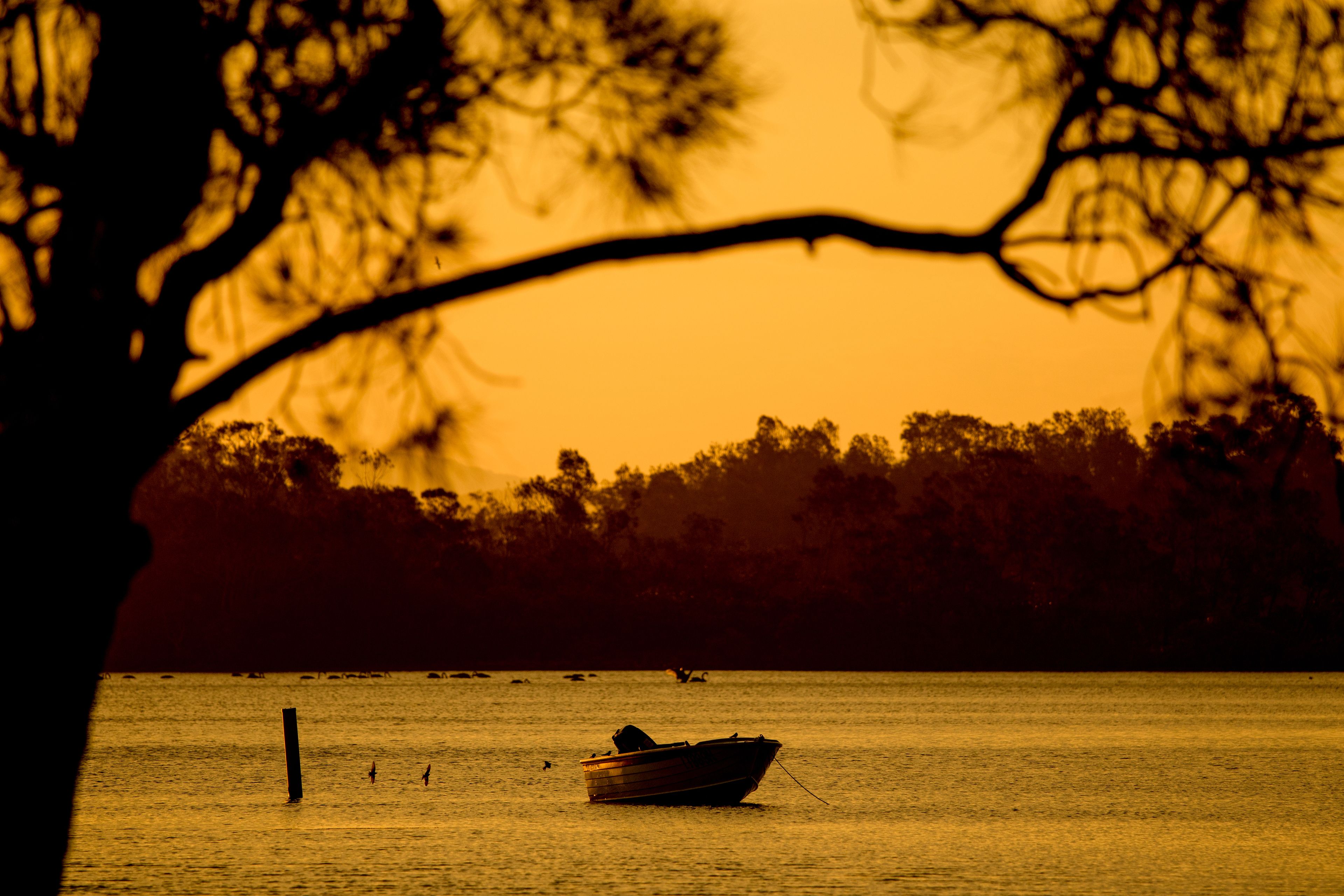 A boat on calm water with a tree branch silhouetted in the foreground.