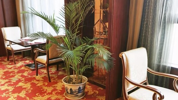 Una habitación con alfombra roja estampada, dos sillas, una planta en maceta y un ventanal con cortinas.