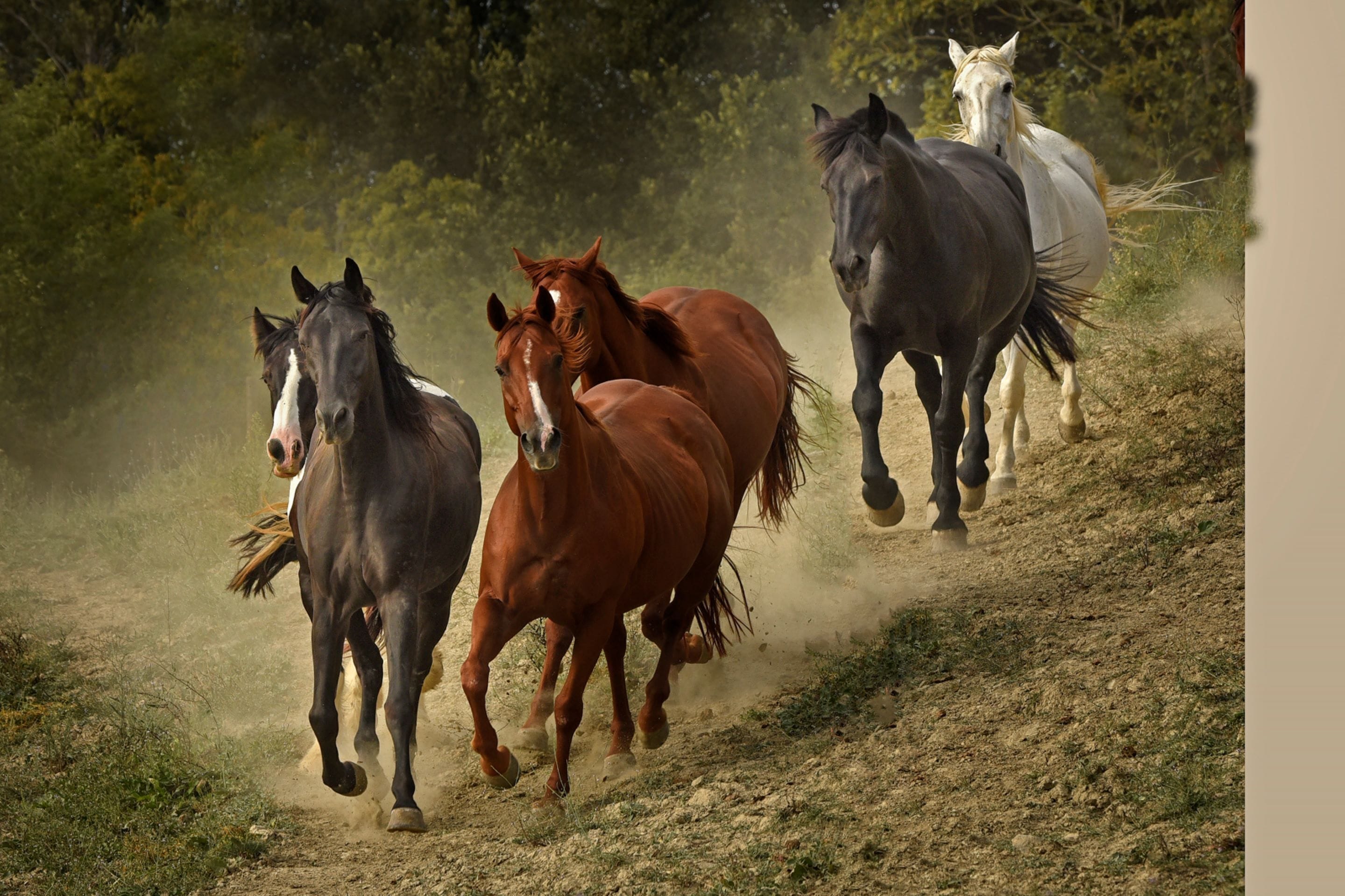 A group of horses running on a dirt path surrounded by greenery.