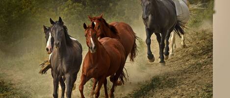 A group of horses running on a dirt path surrounded by greenery.