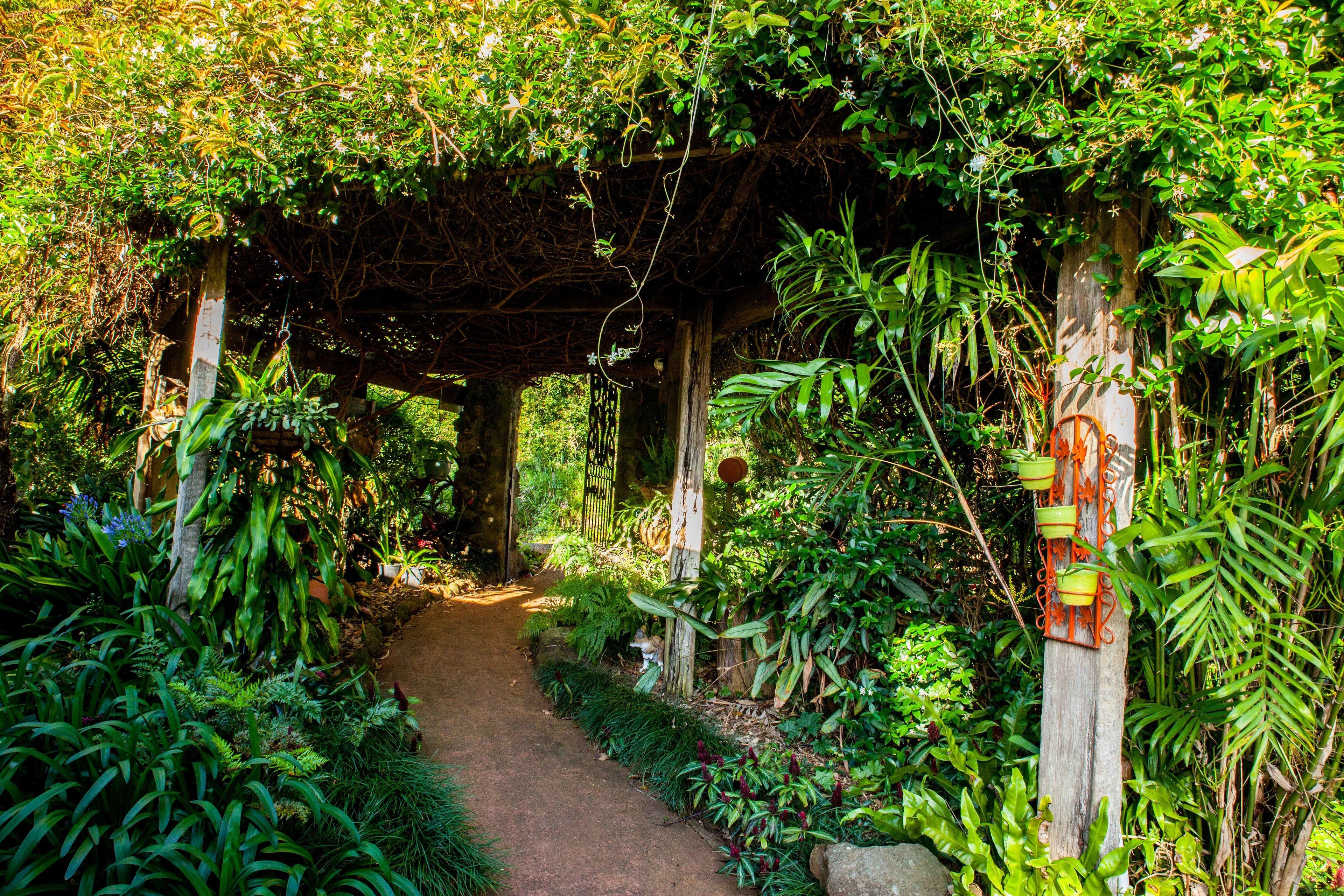 Un sendero en un jardín bajo una pérgola de madera, con follaje exuberante y una valla rústica.