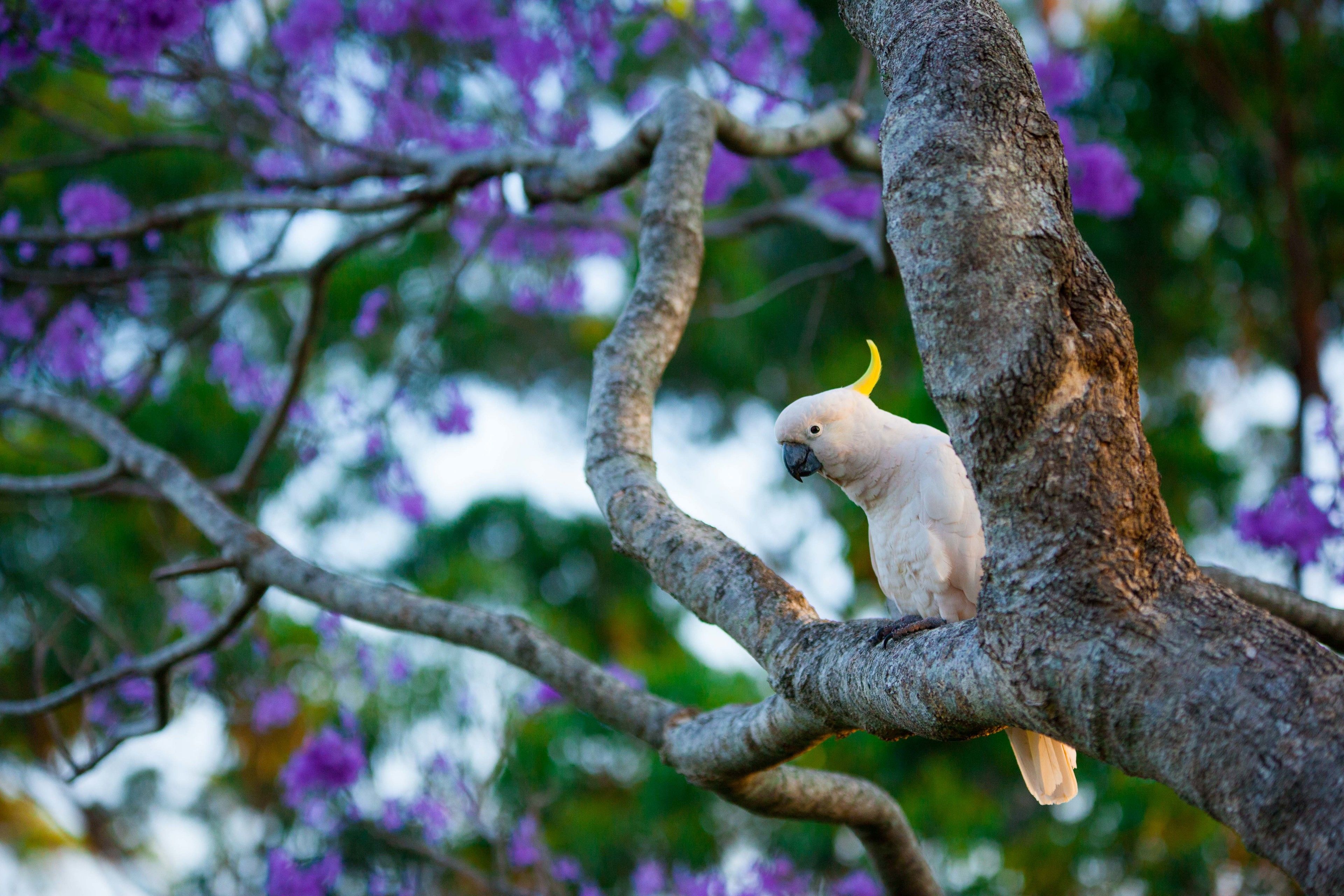 A white cockatoo perched on a tree branch.
