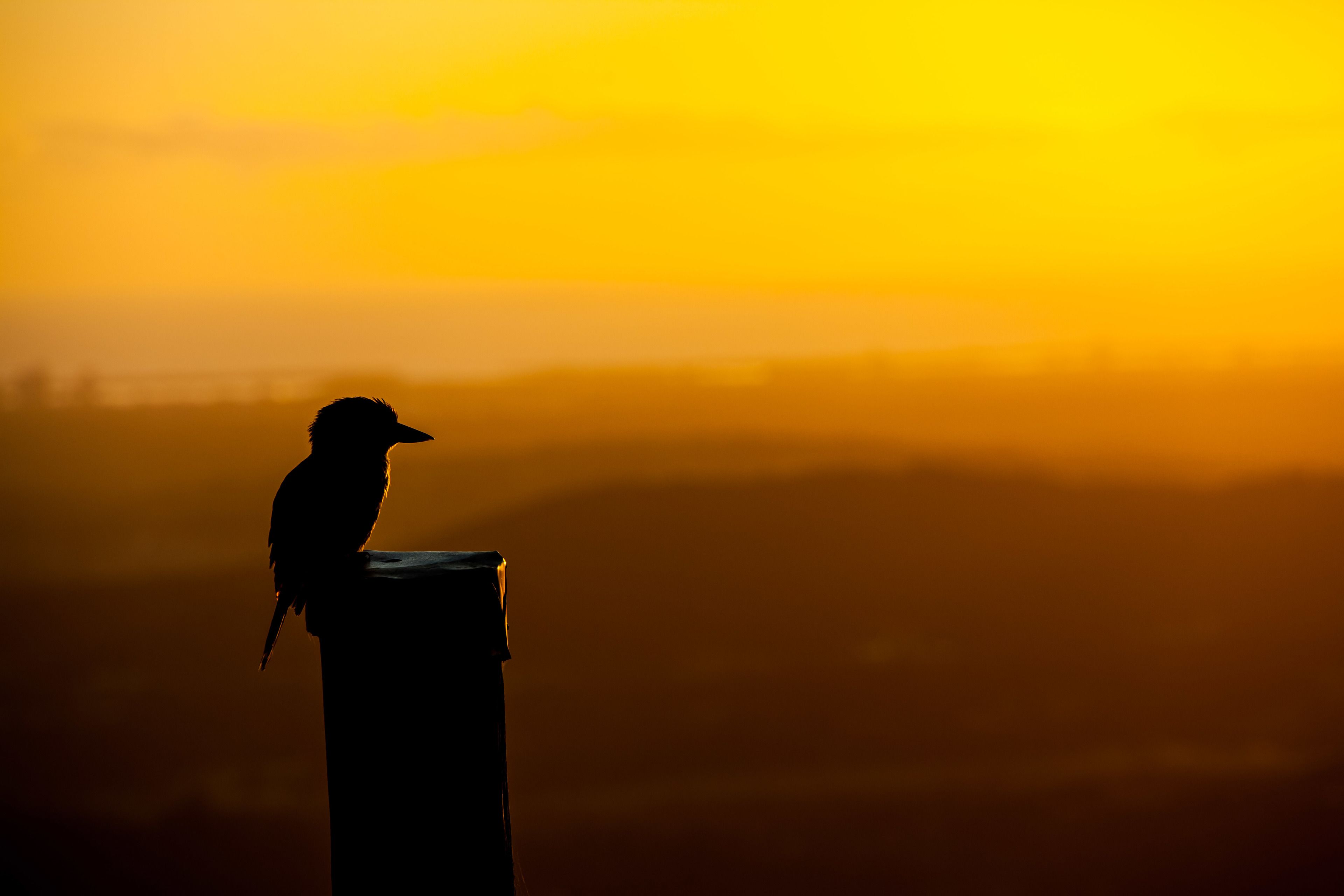 Un oiseau perché sur une structure, avec un coucher de soleil en arrière-plan.