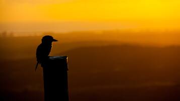 Un oiseau perché sur une structure, avec un coucher de soleil en arrière-plan.