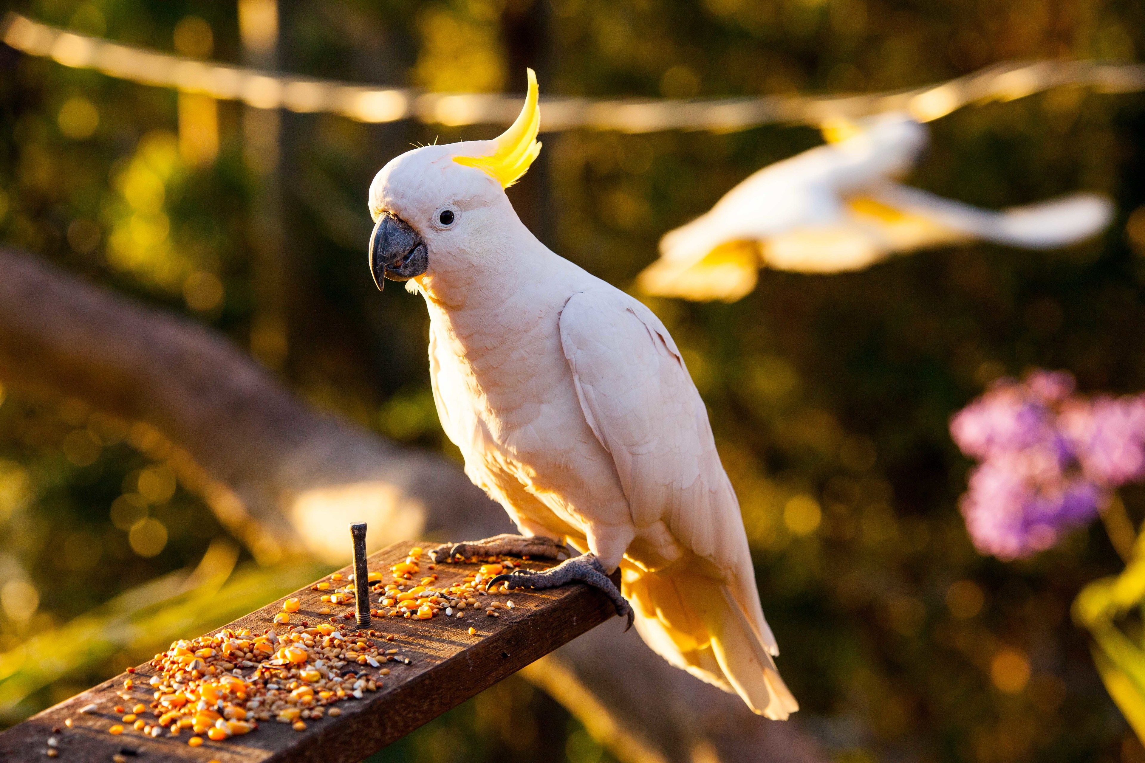 A white cockatoo perched on a wooden beam with seeds.