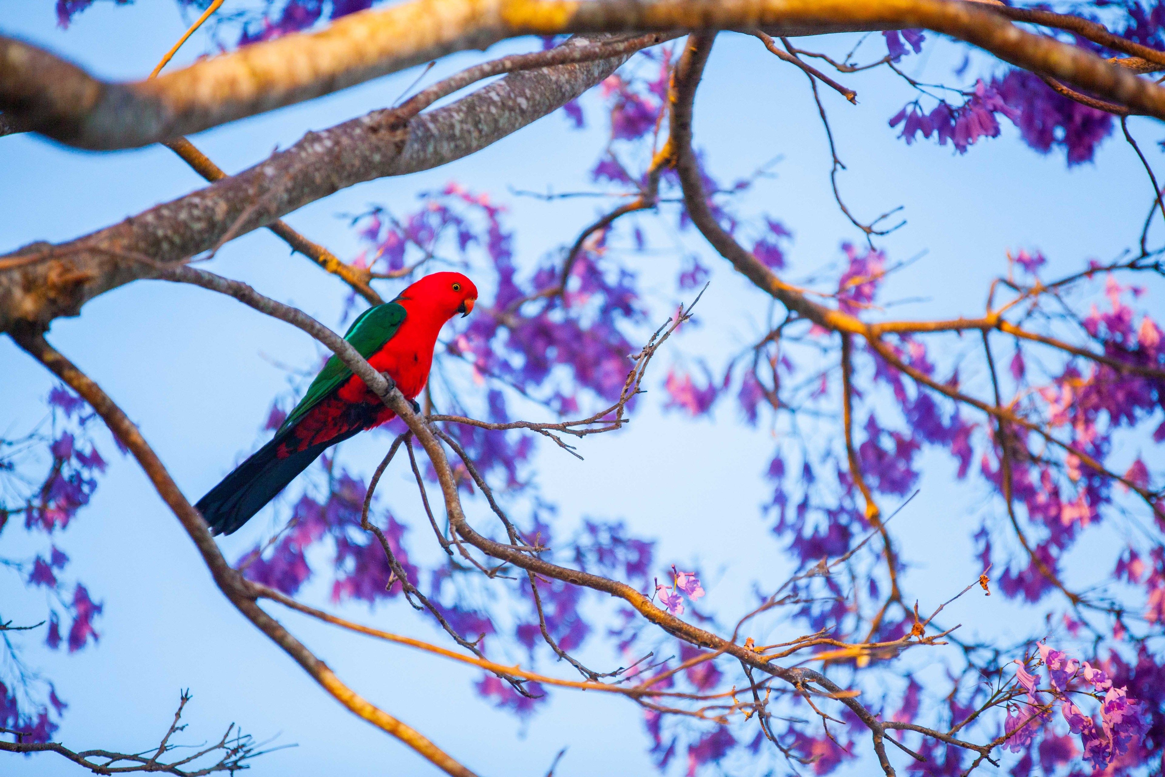 A parrot perched on a tree branch with purple flowers in the background.