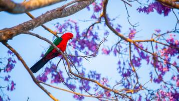 A parrot perched on a tree branch with purple flowers in the background.
