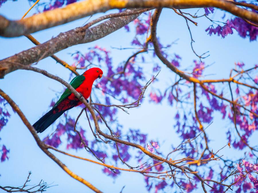A parrot perched on a tree branch with purple flowers in the background.