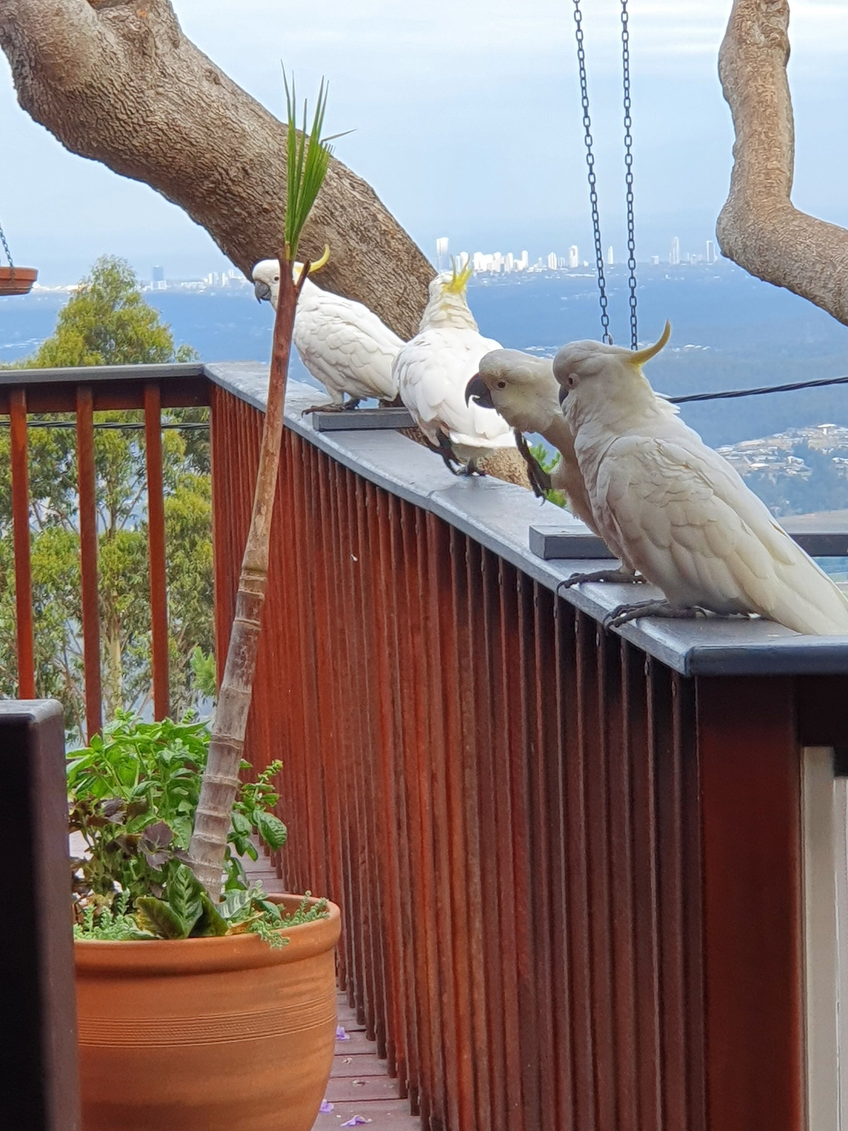 Kookaburra Room | Terrace/patio