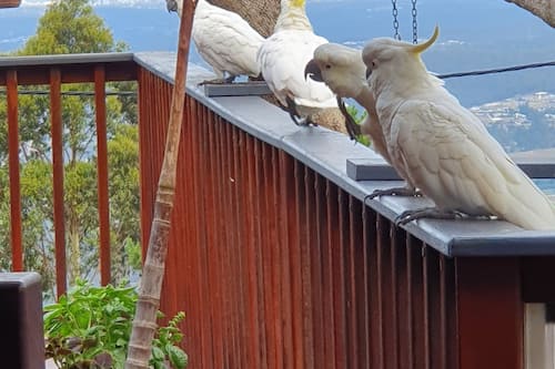 Kookaburra Room | Terrace/patio