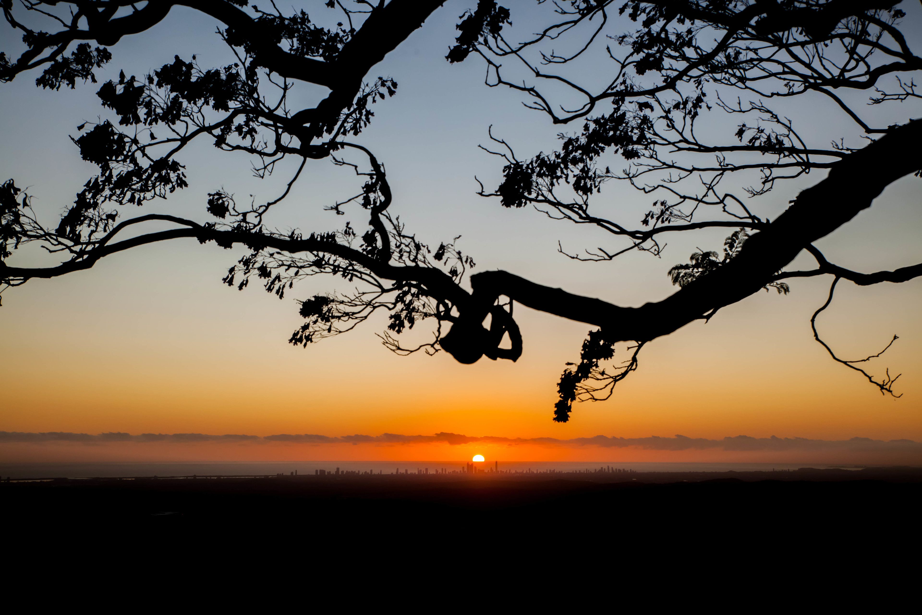 A sunset with silhouettes of tree branches against a clear sky.