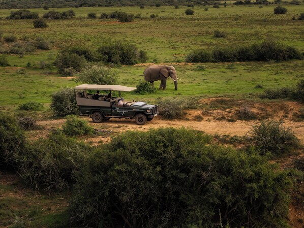 A safari vehicle with a canopy driving through a grassy field with an elephant in the distance.