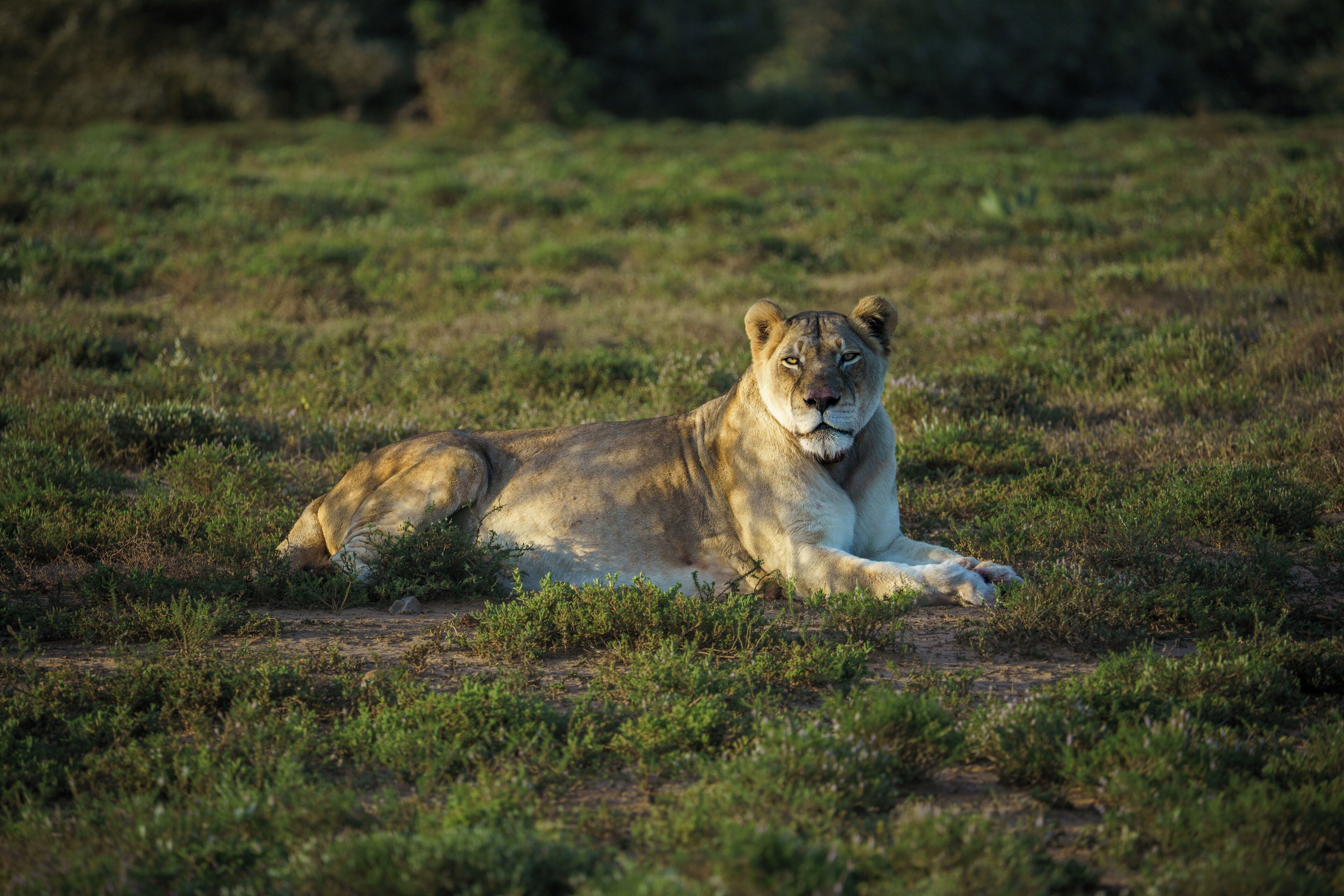 A lion lying on the ground in a grassy field.