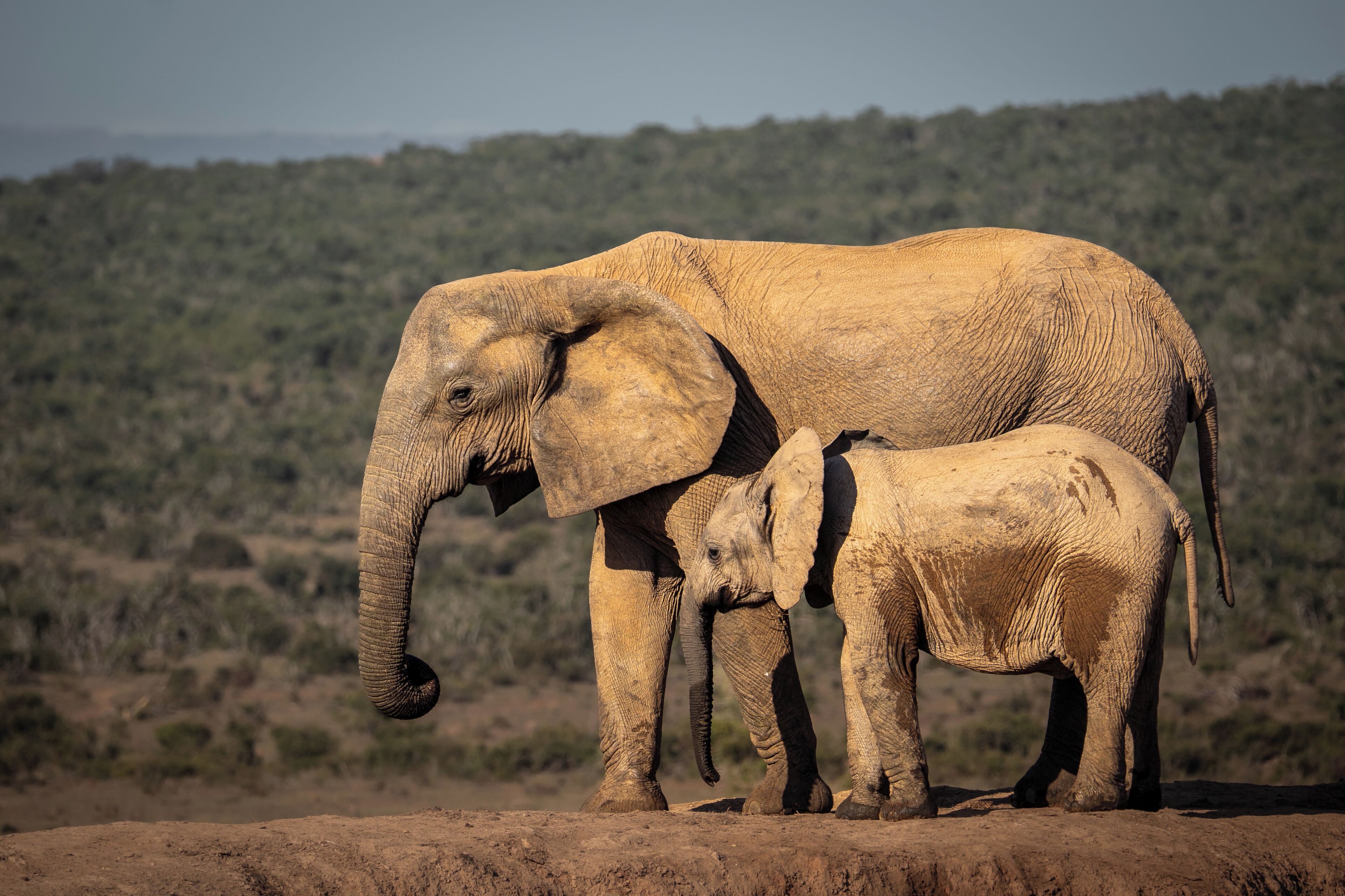 A large elephant and a smaller one standing on a dirt ground with a forested background.