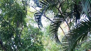 Un camino pavimentado bordeado de abundante vegetación y árboles, que conduce a un edificio con techo de tejas.