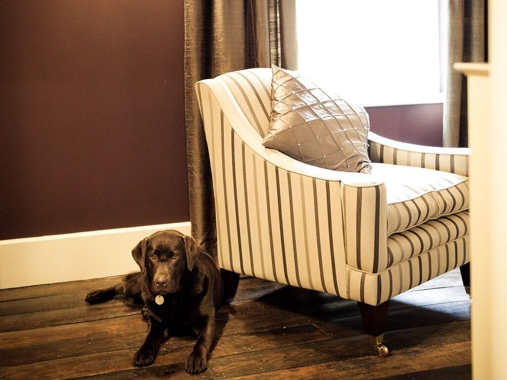 Un chien est allongé sur un plancher en bois, à côté d’un fauteuil à rayures.