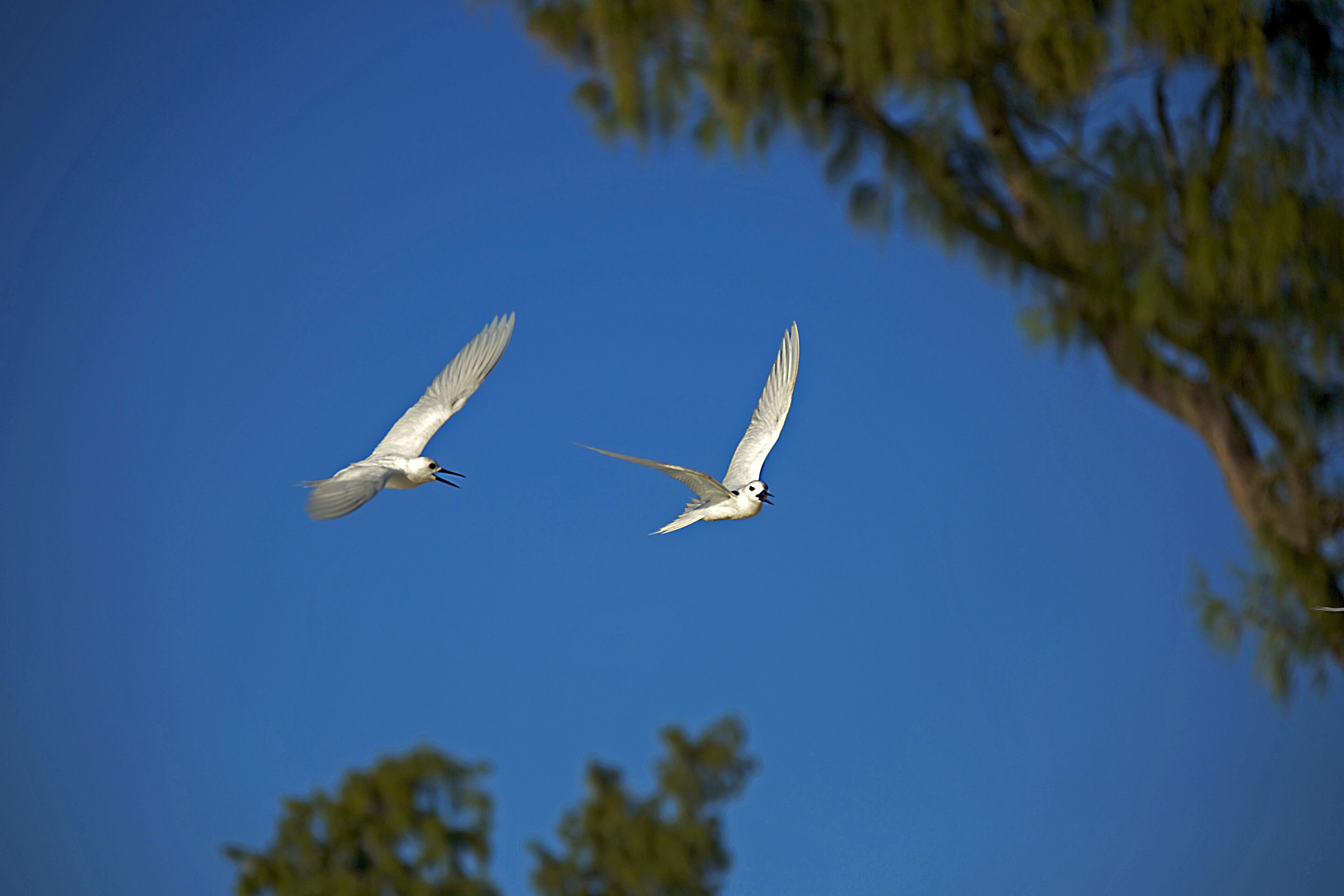 Twee vogels vliegen tegen een heldere blauwe lucht.