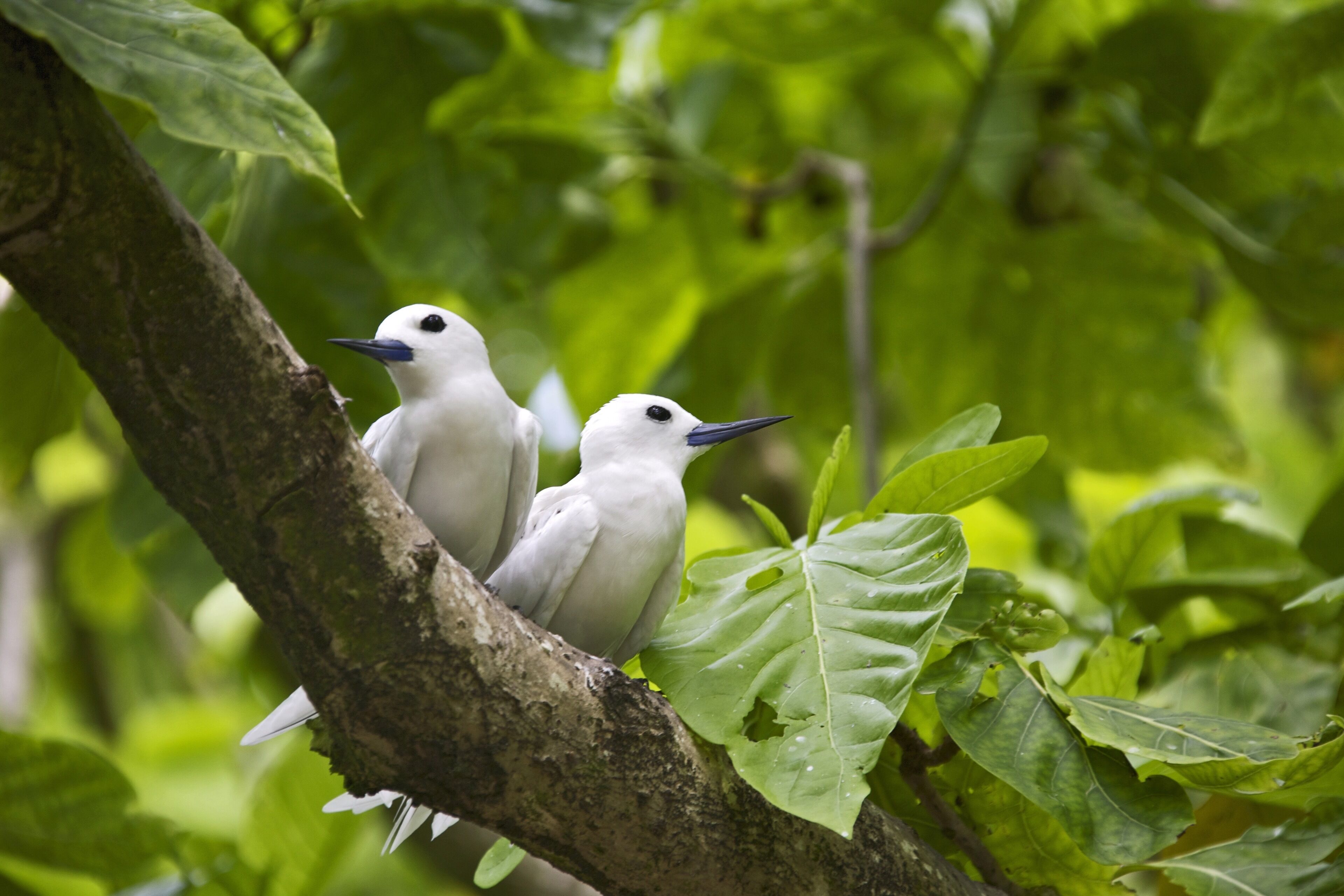 Two white birds perched on a tree branch with green leaves.