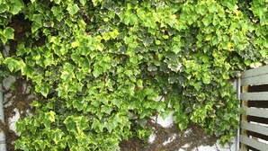 A wall covered with green ivy, a wooden barrel, and a white fence. - Trash Deluxe (Maastricht)