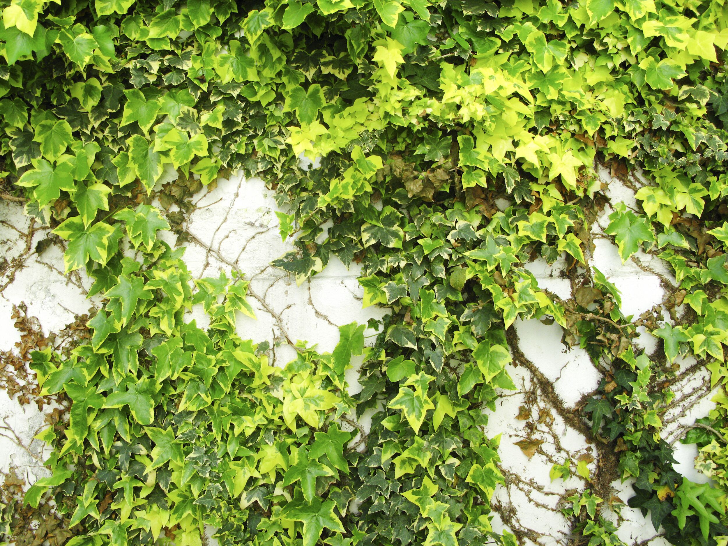 quadruple room | terrace/patio